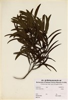 藏品(相思樹)的圖片